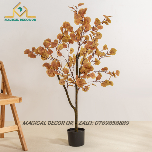 Cây Bạch Đàn Lá Vàng