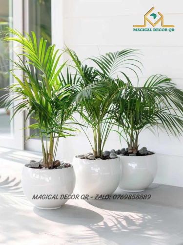 Cây Cau Tiểu Trâm