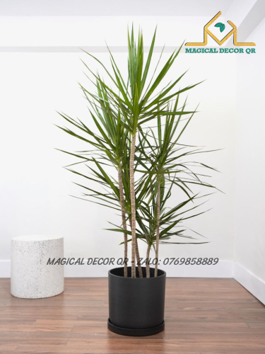 Cây Dracaena đỏ