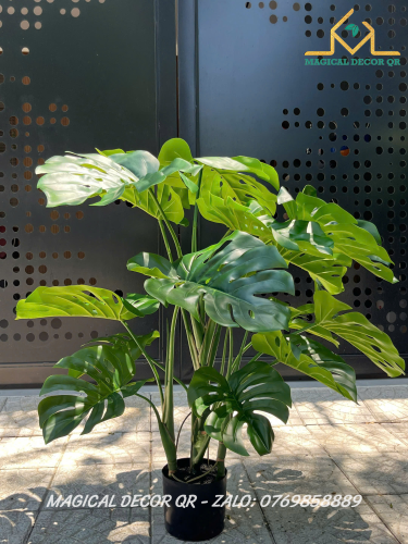 Cây Monstera