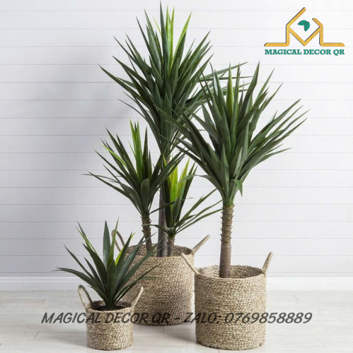 Cây Phát Tài Núi