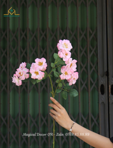 Hoa Hồng Nở Hồng 