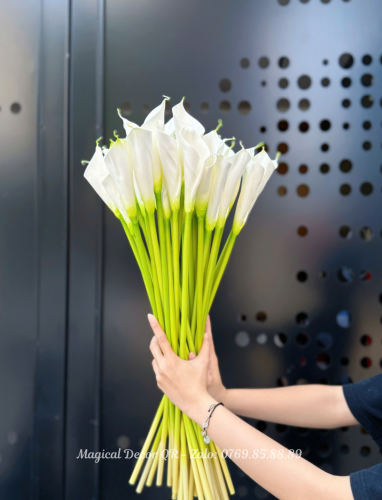 Hoa Calla Lily