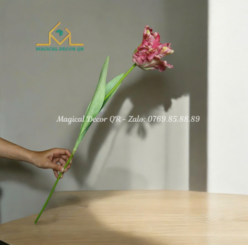 Hoa Tulip cánh to hồng đậm