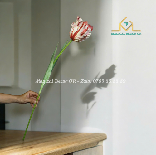 Hoa Tulip cánh to hồng nhạt