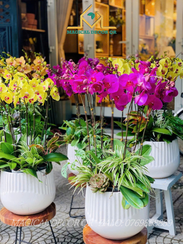 Lan Hồ Điệp mẫu 1