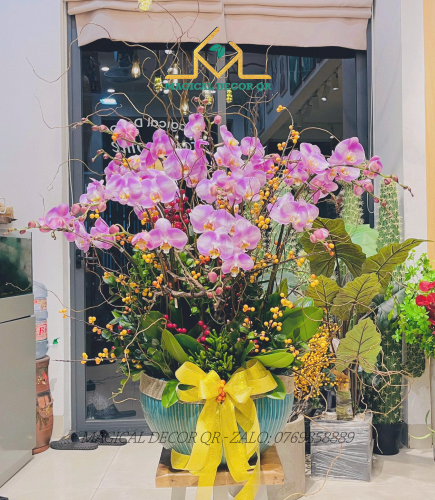 Lan Hồ Điệp mẫu 12