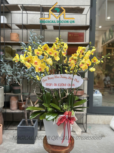 Lan Hồ Điệp mẫu 13