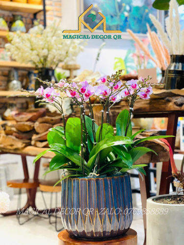 Lan Hồ Điệp mẫu 2 