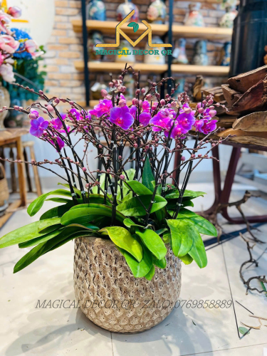 Lan Hồ Điệp mẫu 3