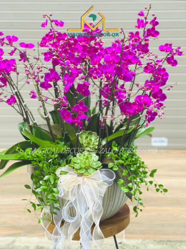 Lan Hồ Điệp mẫu 6