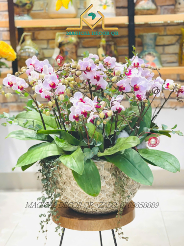 Lan Hồ Điệp mẫu 9